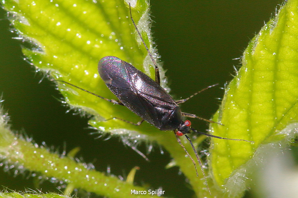 Miridae: Plagiognathus arbustorum